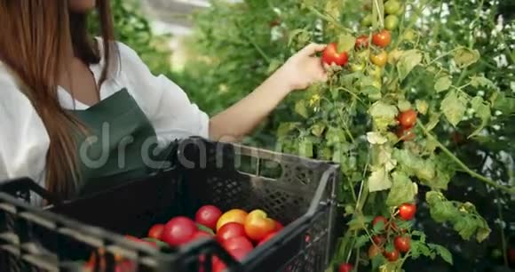 女人在温室里收获西红柿视频的预览图