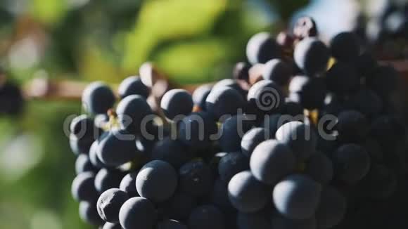 在葡萄园的树枝上美丽而醇厚的黑葡萄视频的预览图