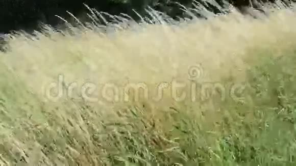 哈维尔河德国勃兰登堡的风中草视频的预览图