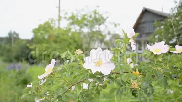 白色野花背景视频的预览图