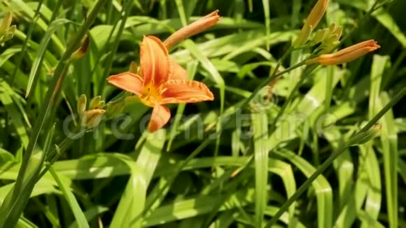 绿色草地背景上的橙色百合花自然背景与盛开的百合花模糊的橘色百合视频的预览图