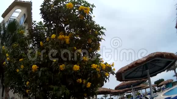 酒店内的黄花树Tecoma的近景视频的预览图