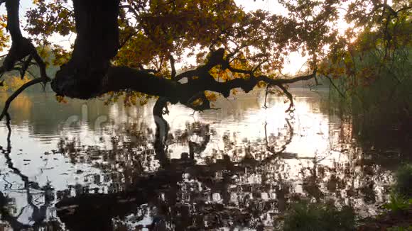 秋天对水的倒影视频的预览图
