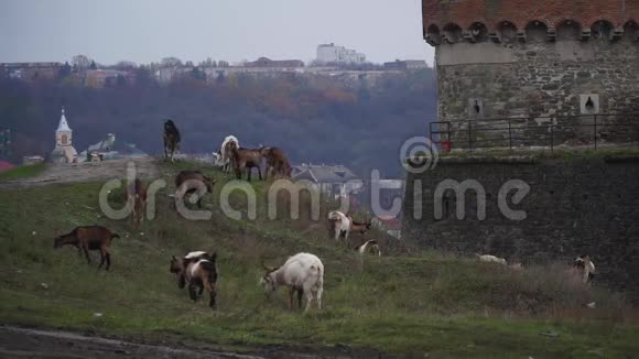 群色山羊在山上吃草视频的预览图