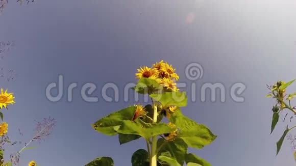 带蜜蜂的大向日葵视频的预览图