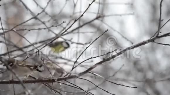 小鸟坐在树枝上寒冷飘落的雪和雨视频的预览图