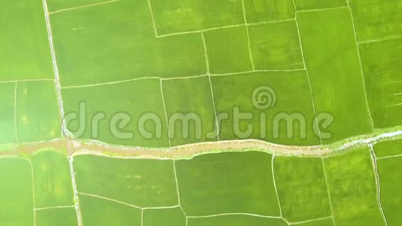 稻田和河流在亚洲村的鸟瞰图无人机观绿色水稻种植农业和粮食工业视频的预览图