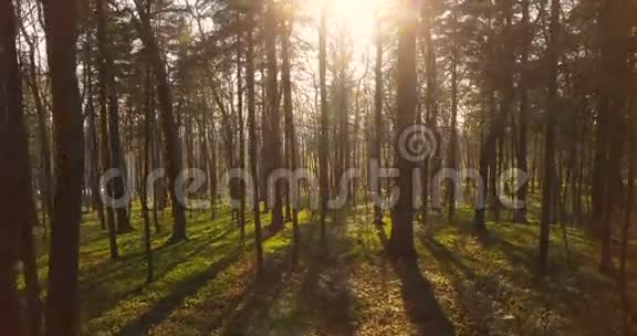 飞过森林树木剪影太阳耀斑日落自然背景视频的预览图