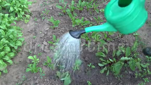 春天浇水的园艺师在花园里种植柠檬膏视频的预览图
