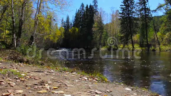 美丽的秋景这条山河在树林中央流淌视频的预览图