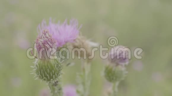 紫色植物在田间接近蓟的美丽丁香花粉红色的花特写背景视频的预览图