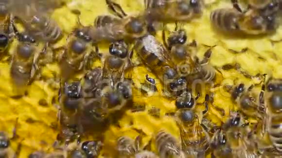 天然蜂蜜蜜蜂生产蜡和蜂蜜视频的预览图