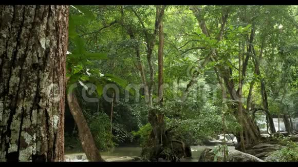 泰国热带森林和水流视频的预览图