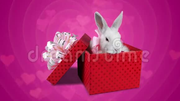 一对浪漫的白色毛茸茸的兔子在红色的礼盒里视频的预览图
