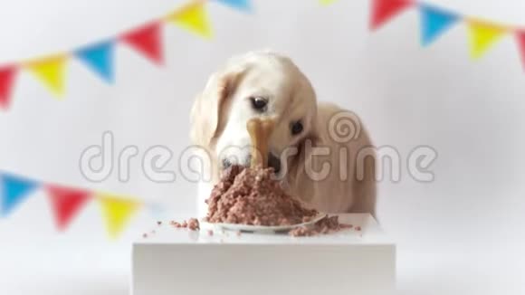 家里的宠物生活有趣的视频从狗的生日美丽的金毛猎犬吃肉蛋糕视频的预览图