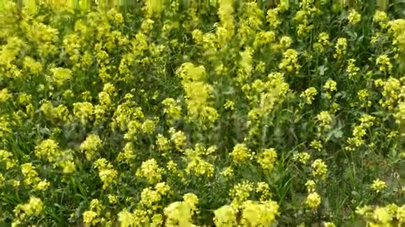油菜黄花在田里视频的预览图