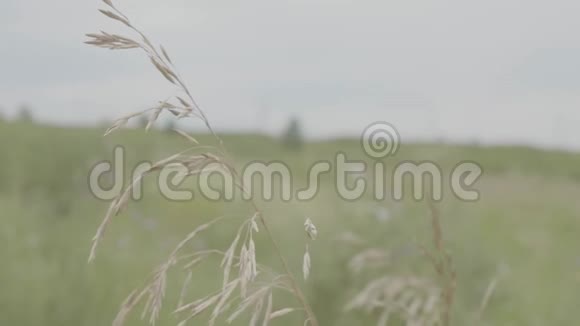麦田天然产物小麦穗在阳光下特写农业成熟的夏季背景视频的预览图