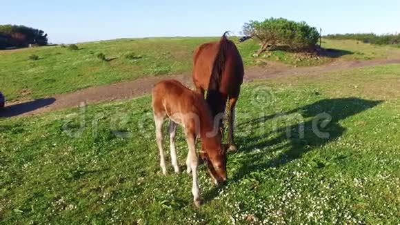 母马和她的小白驹在草地上视频的预览图