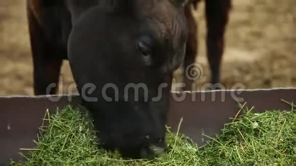 深棕色的牛吃草视频的预览图