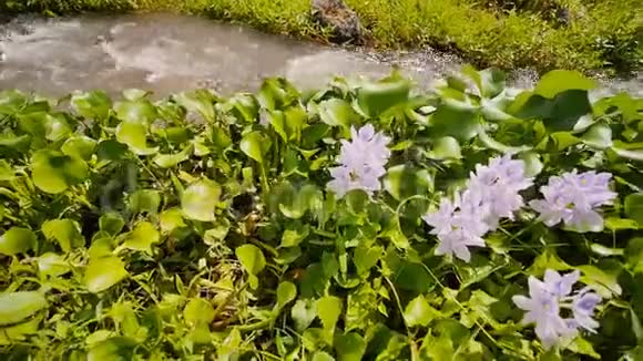 山河有鲜花和茂密的绿色植物源于马永火山的山地火山河法律公报视频的预览图