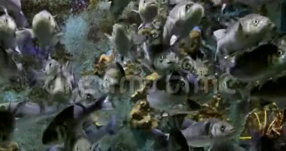 大量鱼类作为背景片段视频的预览图