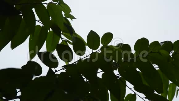 当大雨降临时花园里的风吹着剪影叶视频的预览图