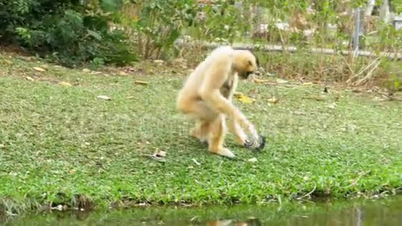 在KhaoKheow动物园白色的CheekedGibbon坐在池塘或河边的草地上泰国视频的预览图