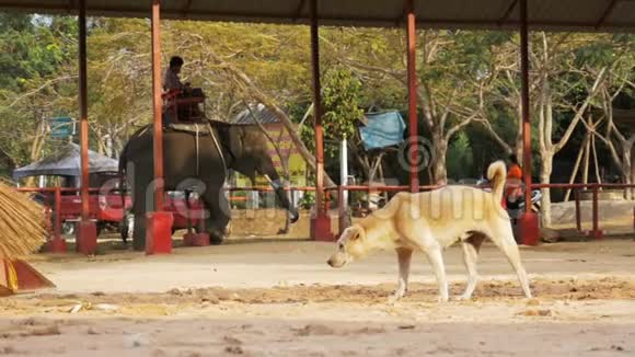 野狗在大象农场寻找食物的背景下通过大象泰国视频的预览图