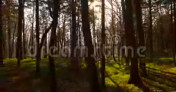 美丽的森林阳光灿烂的空中景色视频的预览图