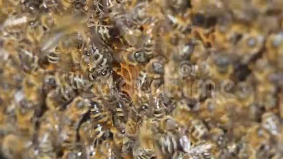 天然蜂蜜蜜蜂生产蜡和蜂蜜视频的预览图