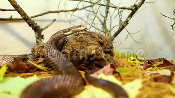卷毛的老鼠蛇滑过树叶视频的预览图