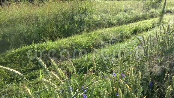 农夫在初夏的清晨从乡间路上剪下露水的草视频的预览图