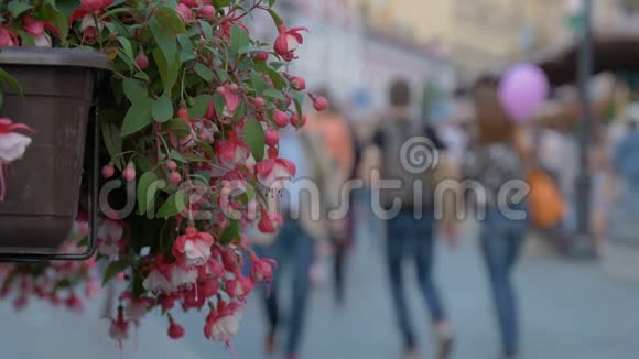 红色的装饰花装饰着咖啡馆城市街道的美化和装饰温暖的夏日视频的预览图