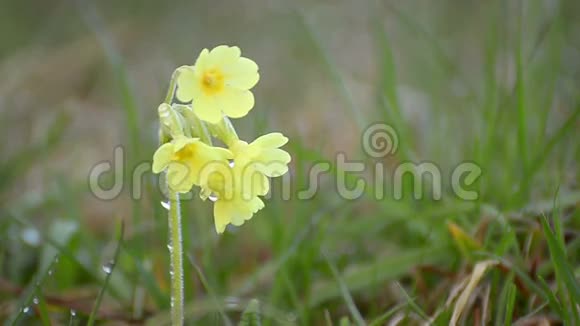 黄色的野生牛唇报春花在绿色草地上晨露中绽放视频的预览图