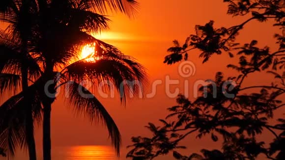 棕榈树在生动的日落时间在热带海滩上剪影异国情调的树木和橙色的大太阳视频的预览图