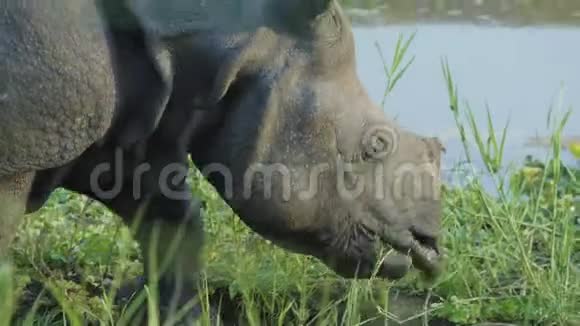 犀牛吃青草尼泊尔赤湾国家公园视频的预览图