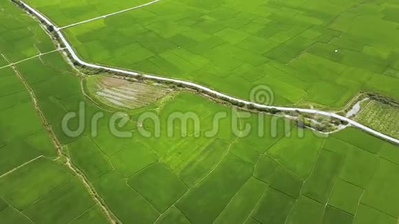 稻田和河流鸟瞰图无人机观绿色水稻种植亚洲农业工业农业和农业视频的预览图