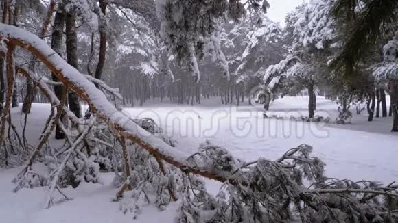 一棵松树的树干冬天降雪时被雪覆盖慢动作视频的预览图