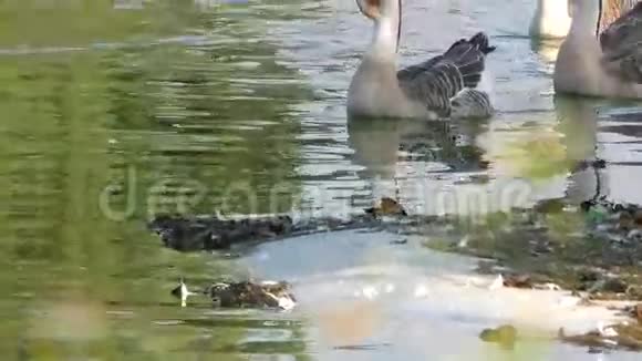 湖中的鹅动物视频的预览图