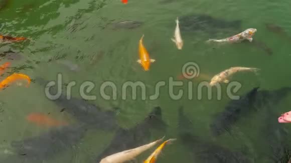 锦鲤鱼和鲤鱼在池塘里吃视频的预览图