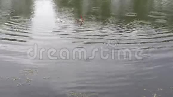 好咬鱼小雨鲤鱼大抓鱼视频的预览图