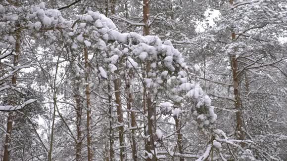 美丽的冬季针叶林视频的预览图