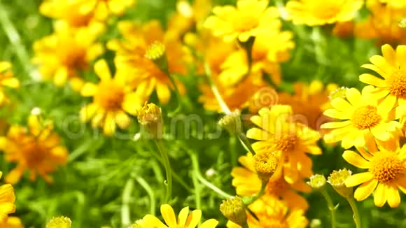 黄色的雏菊生长在田野里视频的预览图