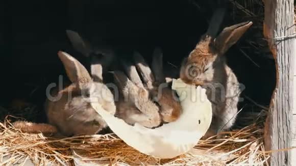 许多小兔子一起在农场的笼子里吃一片卷心菜视频的预览图