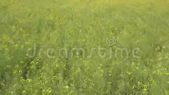 黄花飞过绿野视频的预览图