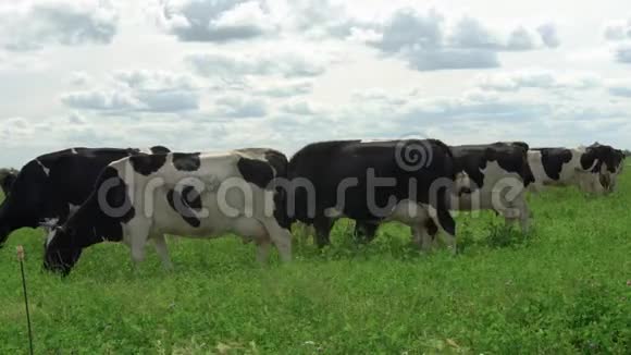 在草地上吃草的黑白牛视频的预览图