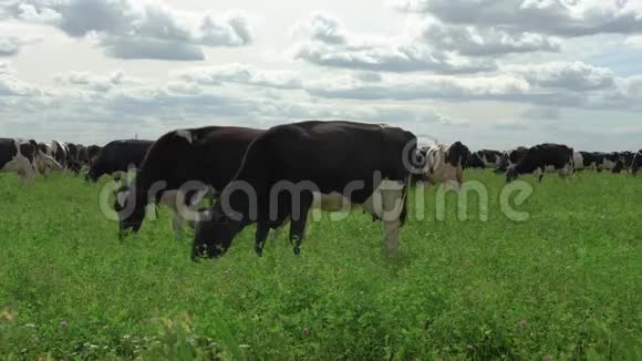 在草地上吃草的黑白牛视频的预览图