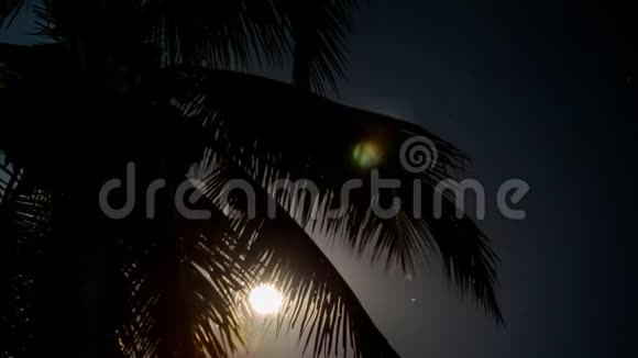 月亮随着椰子树的前景升起视频的预览图