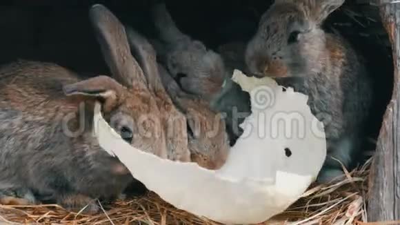 许多小兔子一起在农场的笼子里吃一片卷心菜视频的预览图