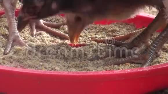 母鸡在农场里觅食一群饲养的鸡啄食地面视频的预览图
